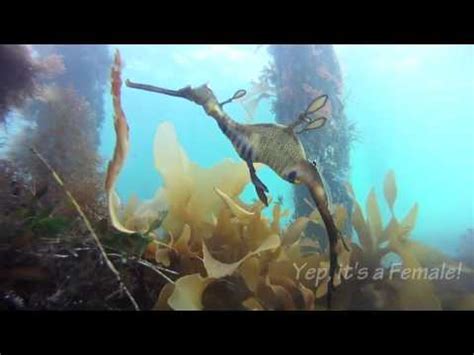 Nudes Underwater Fish N Stuff M4v YouTube