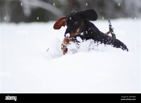 One of the world's best loved dog breeds, the Miniature Dachshund