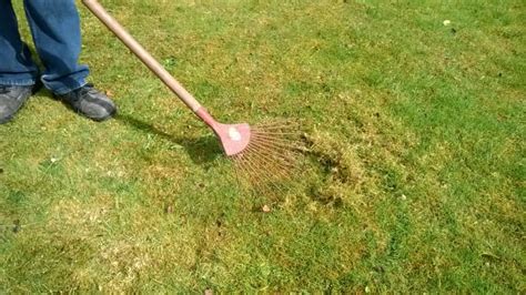 How To Kill Moss In Lawns In 3 Easy Steps Dengarden
