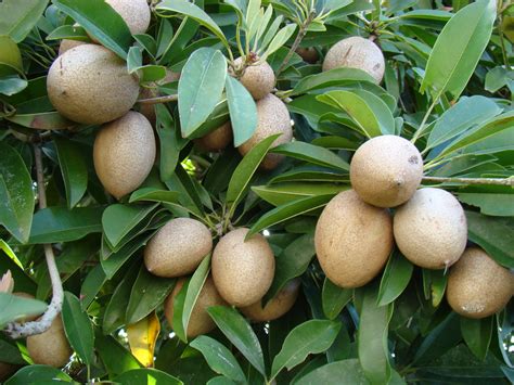 How to use mamey sapote. Sapodilla #3: ALANO #1 | A bunch of unripe Sapodillas hang ...