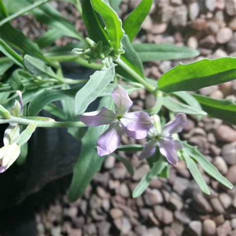 Matthiola Longipetala Subsp Bicornis Night Scented Stock In