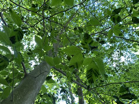How To Identify Beech Leaf Disease Farm And Dairy