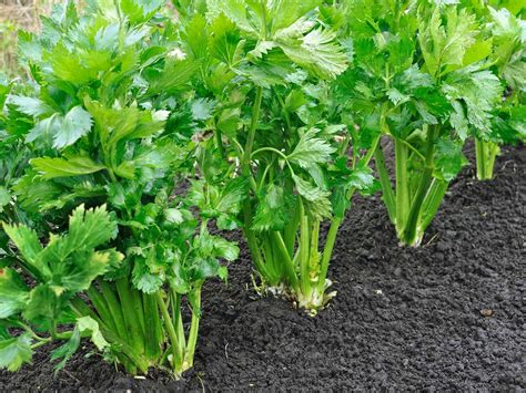 How To Grow And Care For Celery Lovethegarden