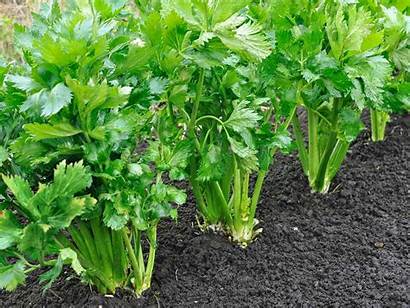 Celery Growing Grow Ways Plants Lovethegarden Care
