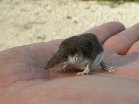 5 Of The Smallest Mammals On Earth