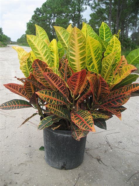 Put on the protective clothing goggles and waterproof gloves. Croton Petra