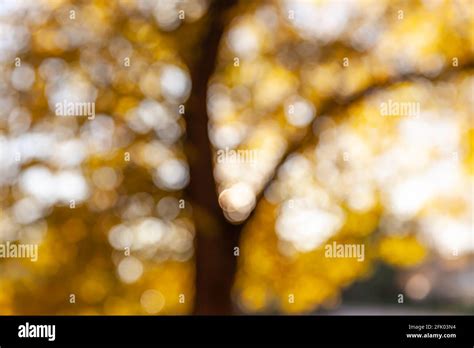 Abstract Blurred Natural Background Defocused Image Of An Autumn Park