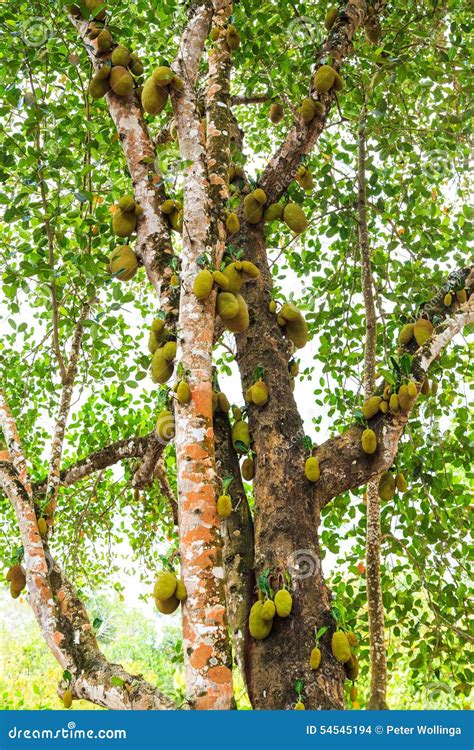 Jackfruit Growing On Jackfruit Tree Royalty Free Stock Image