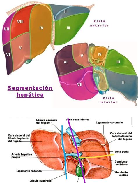 Resumen Segmentación Hepática Anatomía Medicina Uba Filadd