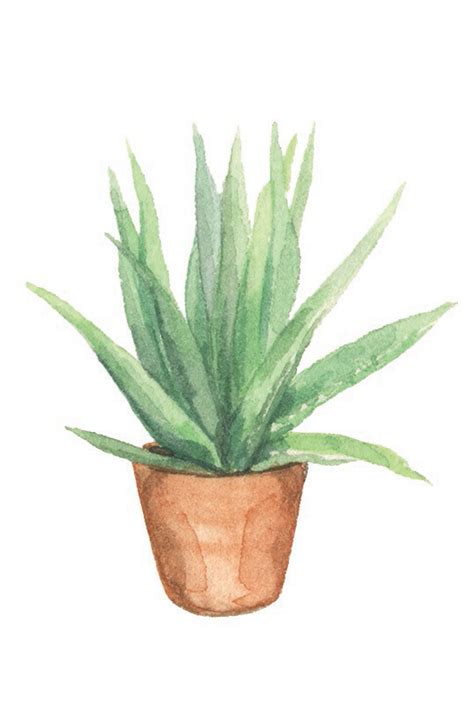 9 Easy Care Houseplants That Are Virtually Impossible Kill Plant Art