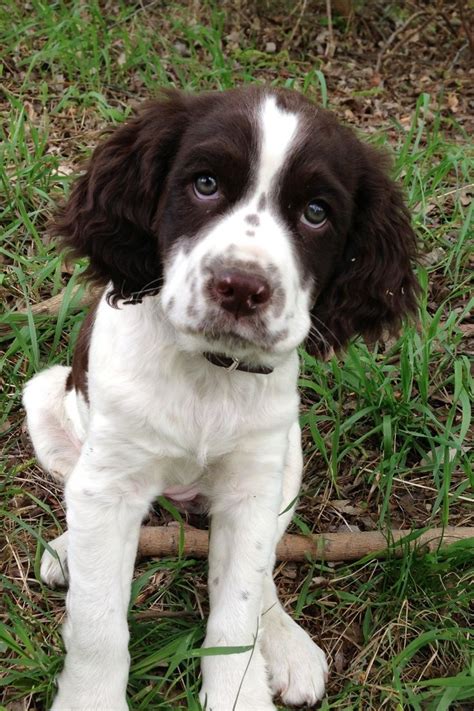 English Springer Spaniels Dogs Beauty Spaniel Dog