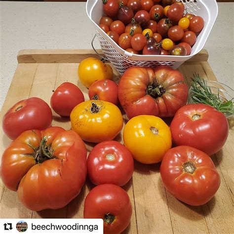Select Registry On Instagram Gorgeous Tomatoes Fresh From The Garden