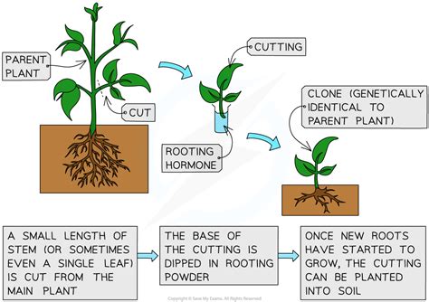 Edexcel Igcse Biology 复习笔记 314 Asexual Reproduction In Plants 翰林国际教育