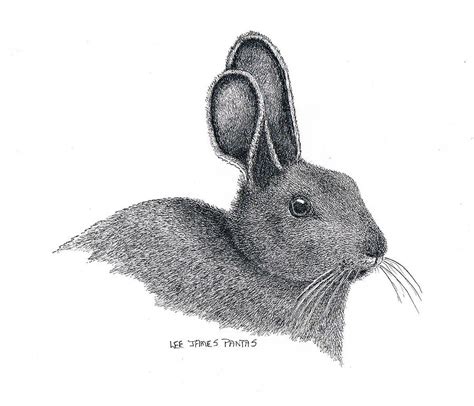 Stock Art Drawing Of A Snowshoe Hare Ubicaciondepersonascdmxgobmx