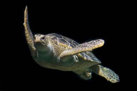 Free Images Water Ocean Animal Diving Wildlife Underwater Swim