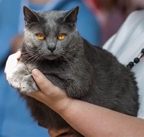 The Chartreux Cat Breed A Sweet Interactive Quick Learner