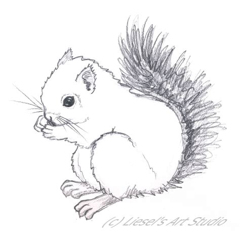 Line Drawing Squirrel At Getdrawings Free Download