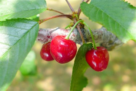 Red Cherry Stock Photo Image Of Cherry Brightly Garden 92331396