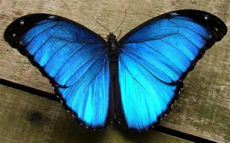 Beautiful Morpho Blue Butterfly Wallpaper