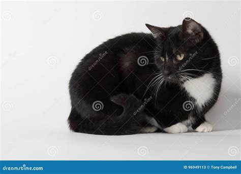 Cute Tuxedo Cat On White Stock Image Image Of Cute Single 96949113