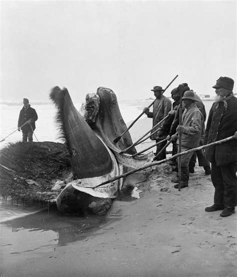 Whaling C1908 Photograph By Granger Fine Art America