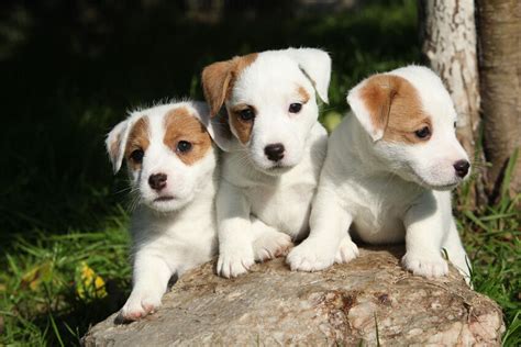 Top 10 Small Dog Breeds Ebay