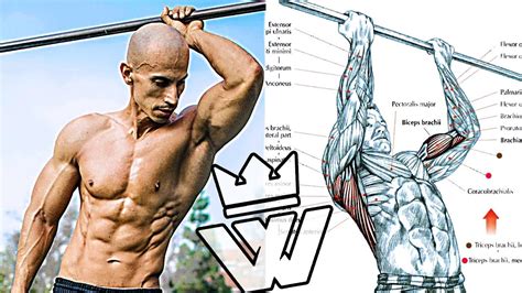 Bodyweight Workout Exercises Push Ups Pull Ups Squats Abs Arms