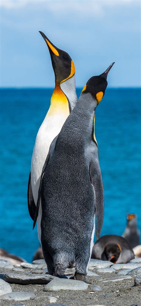 Two Penguins On Seashore During Daytime Iphone X Wallpapers Free Download
