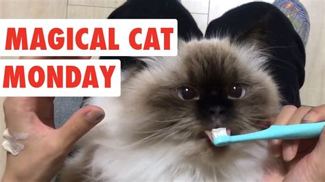 Magical Monday Cats Funny Cat Video Compilation 2017