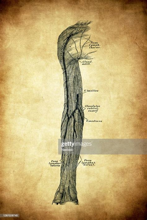 Arm Lymphatic Vessel High Res Vector Graphic Getty Images