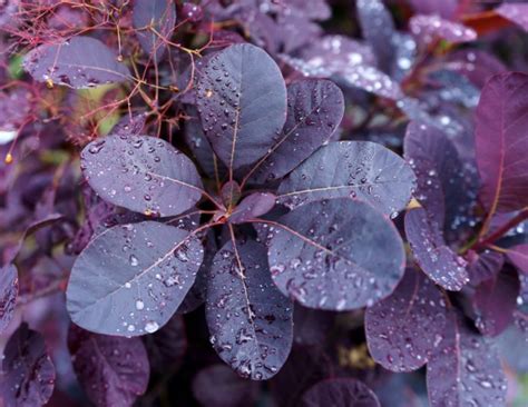 It has purple/lavender flowers in late spring. Top 10 plants with purple leaves - The English Garden