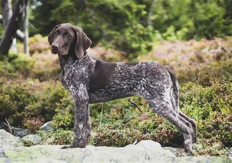 German Shorthaired Pointer Characteristics Care And Health