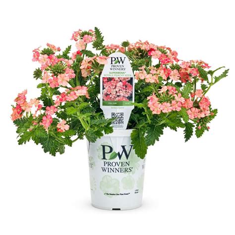 Proven Winners Superbena Royale Peachy Keen Verbena Live Plant Peach