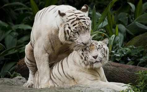 White Tiger Hd Wallpaper Background Image 1920x1200 Id703630