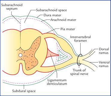 Spinal Cord Neupsy Key