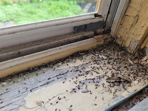 Cowleys Pest Services Pests We Treat Photo Album Termites Swarming