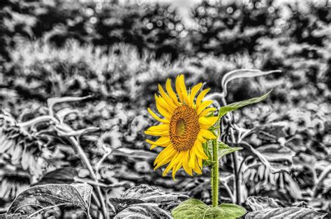 Girasolsunflowermirasolgirasoleflower Free Image From