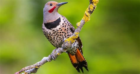 Northern Flicker Identification All About Birds Cornell Lab Of
