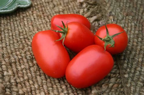 Picus Tomato Treated Seed Seedway