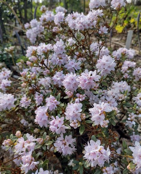 Rhododendron Impeditum Trees And Shrubs Online