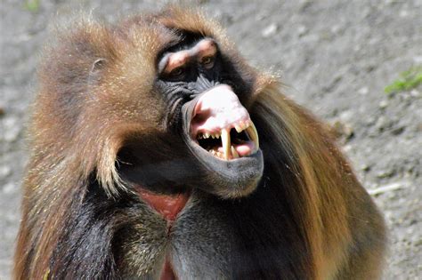 Gelada baboon - ZooChat
