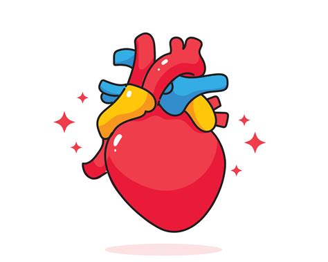 Corazón Humano Anatomía Biología órgano Sistema Corporal Cuidado De La