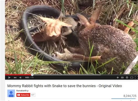 Video Mama Rabbit Rescues Baby Bunny From Snake