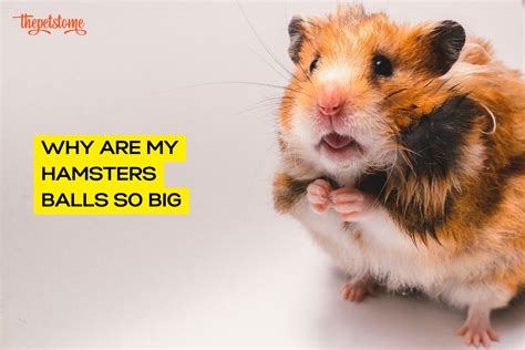 Why Are My Hamsters Balls So Big Explained Thepetstome