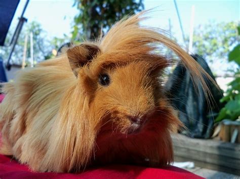 Peruvian Guinea Pig As Pet Appearance Nature Care Food Facts Pet