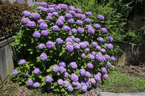 This annual stages a strong flower show and makes few demands in return. 25 Purple Flower Ideas for Your Garden, Pots and Planters ...