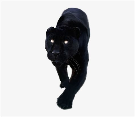 Transparent Background Black Panther Animal Png Belajar Ipa Bersama
