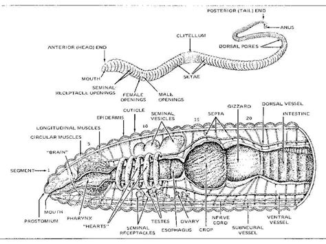 All information about earthworm diagram labeled. Worm Biology 101