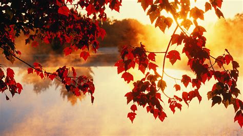 1920x1080 1920x1080 Autumn Wallpapers Rays Photos Trees Leaves