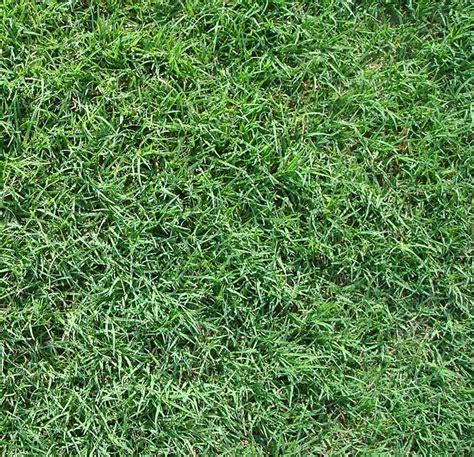 Bermuda grass grows very quickly. Celebration Bermuda Sod Grass - S and K Sod